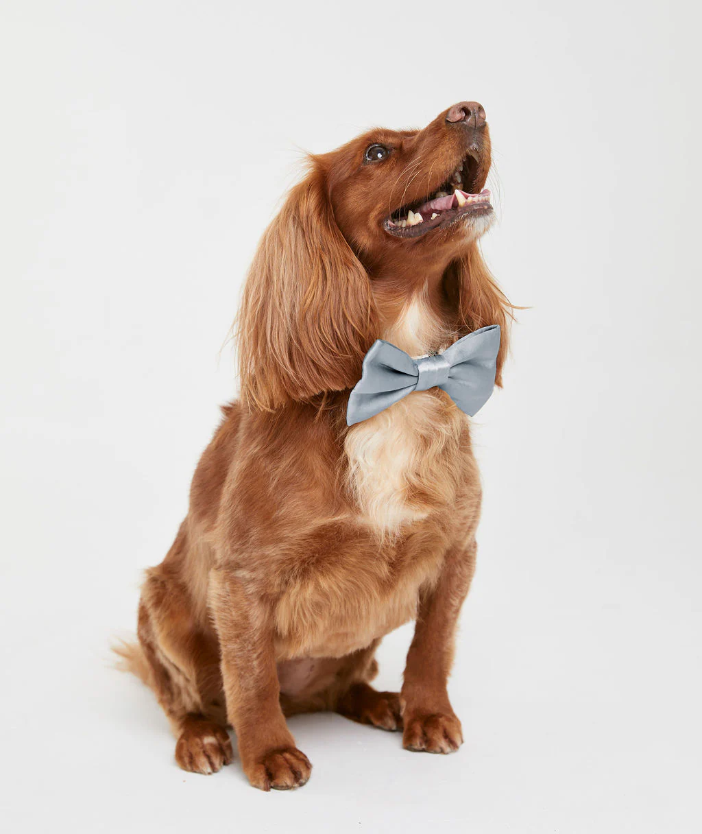 Dog Satin Bow Tie - Image 12